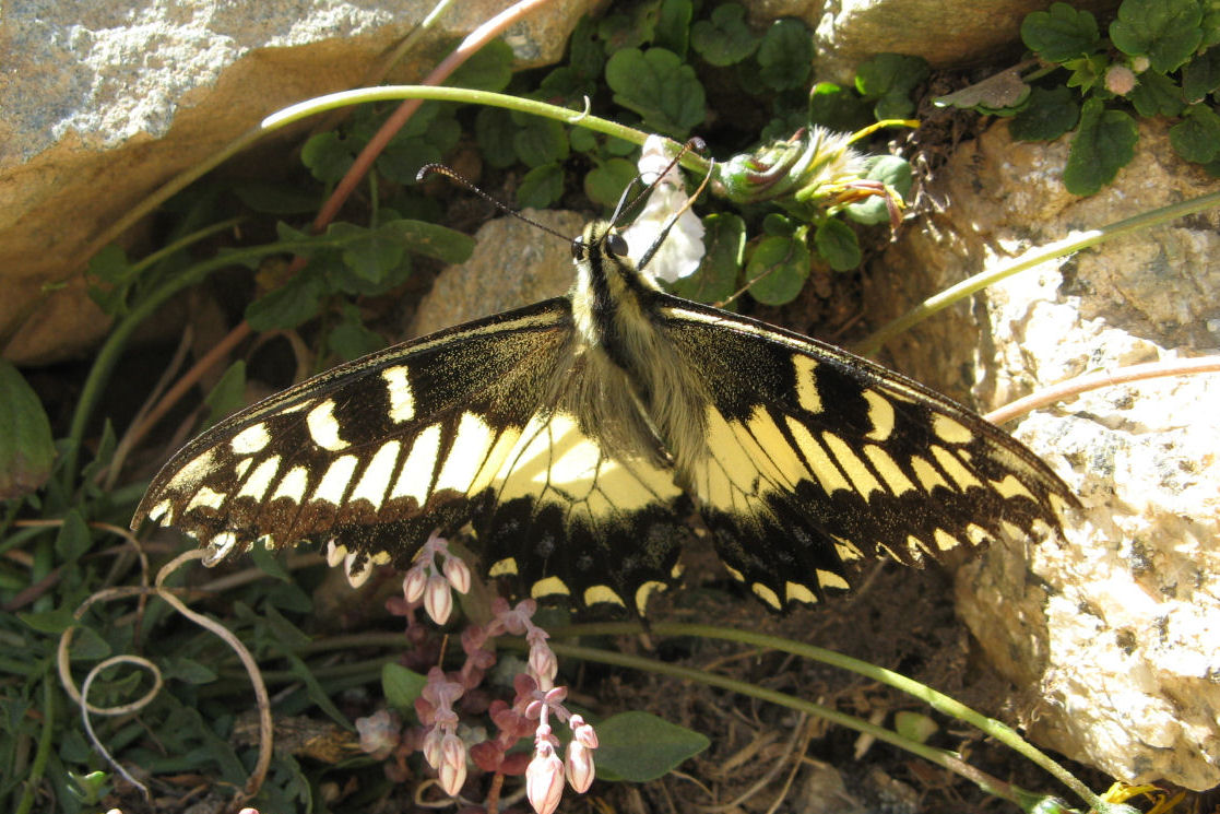 Lepidotteri di Corsica - Papilio hospiton e Cryphia muralis